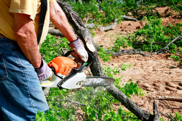 How Our Tree Care Process Works  in  East Flat Rock, NC